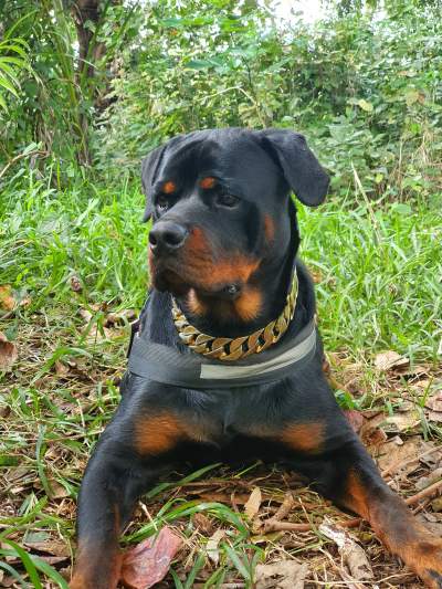 STRONG DOG COLLAR - Pets supplies & accessories on Aster Vender