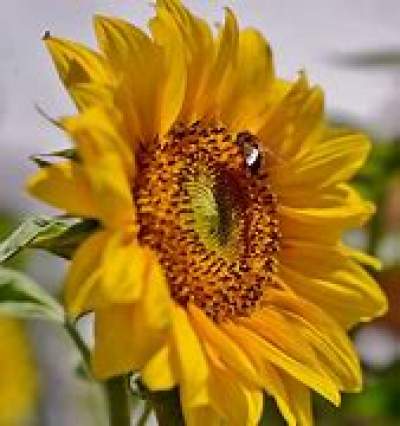 Plants - Plants and Trees