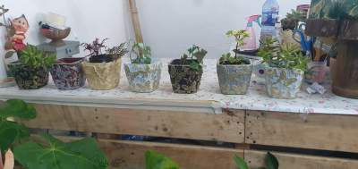 Plants - Plants and Trees