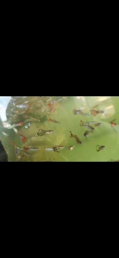 Guppies -  Aquarium fish