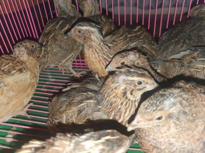 Male Japanese quail - Birds on Aster Vender