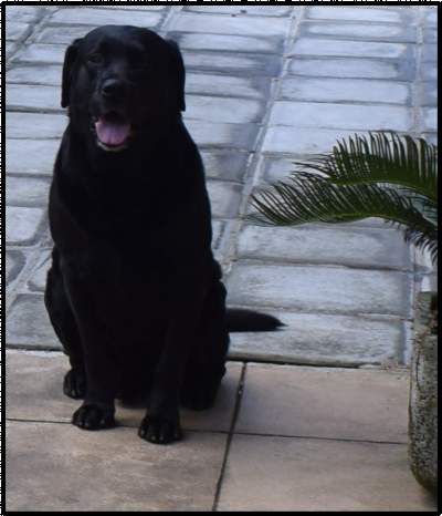 Look for female dog to mate with my Labrador - Dogs on Aster Vender