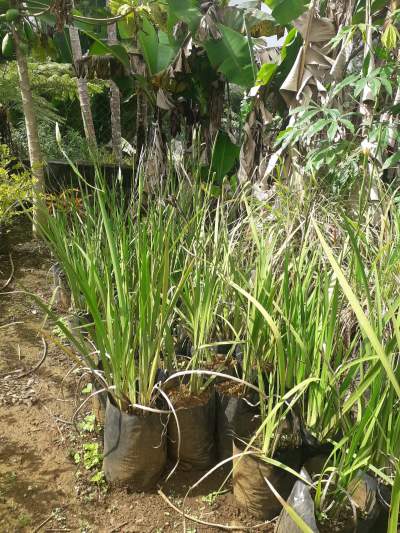 Decorative Plants - Plants and Trees