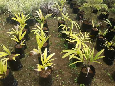 Decorative Plants - Plants and Trees