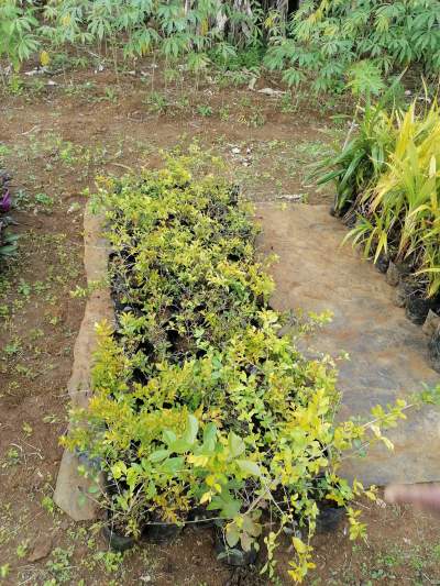 Decorative plant  - Plants and Trees