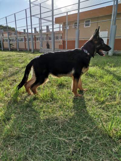 Dog - Other Animals on Aster Vender