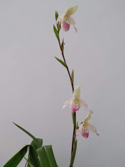 Orchidées  - Plants and Trees