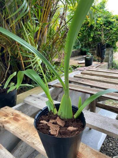 Orchidées  - Health Products on Aster Vender