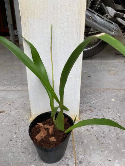 Orchidées  - Plants and Trees