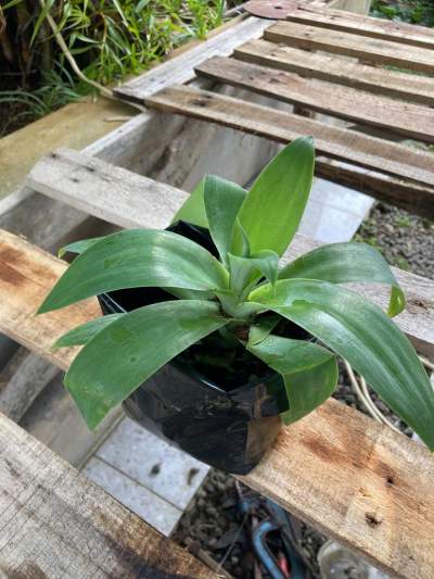 Agave - Plants and Trees