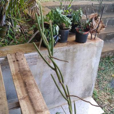 Orchidées  - Plants and Trees