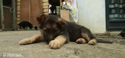 Dog - Dogs on Aster Vender