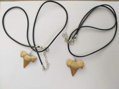 Fossilized Shark Tooth Necklaces - Necklaces