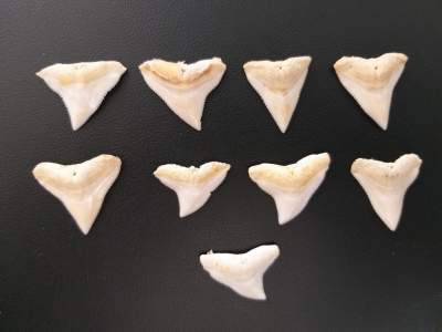 Set of 9 Bull Shark Teeth (22-24) mm - Other Jewellery