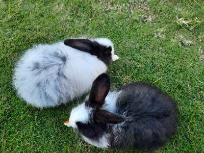 Rabbit for sale - Rabbit on Aster Vender