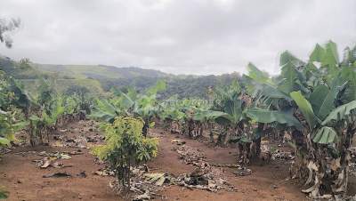 (Ref. MA7-299) Terrain agricole proche de rivière Savanne - Land