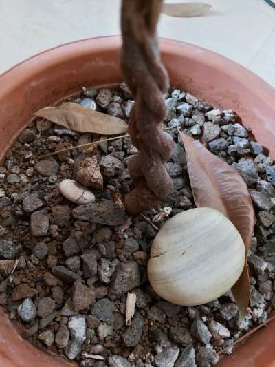 PACHIRA/1METRE60/MONEY TREE - Plants and Trees