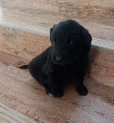 Golden retriever - Dogs on Aster Vender