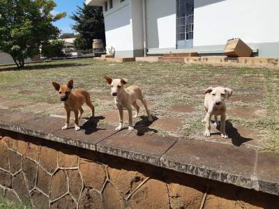 Adoption gratuite - Dogs on Aster Vender