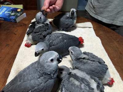 parrot chicks and fertile eggs for sale - Birds