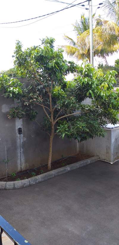 Letchi tree - Plants and Trees