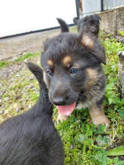 German shepherd puppies for sale at only Rs 18,000 - Dogs