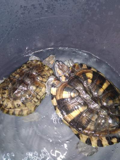 turtles - Turtles on Aster Vender