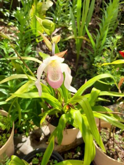 Orchidée Sabot de vénus  - Plants and Trees on Aster Vender