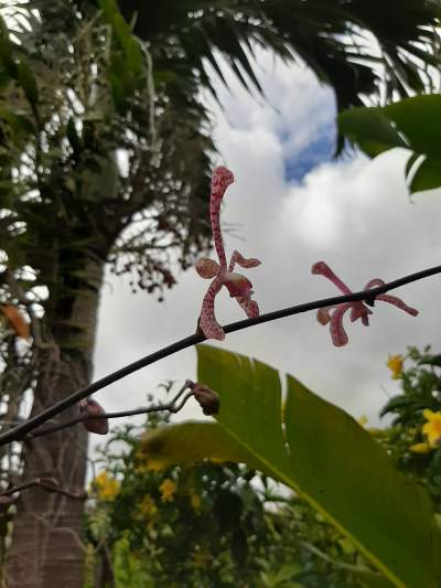 Orchidée scorpion - Plants and Trees on Aster Vender