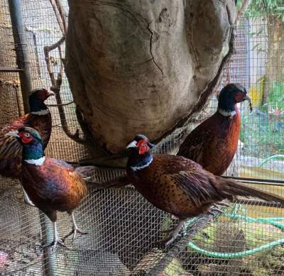  Chinese Neck Ring Pheasants  - Birds on Aster Vender