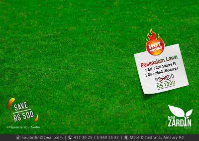 Passpalum Lawn - Hot Promo Sale  - Plants and Trees on Aster Vender