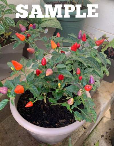 Piment Ornamental  - Garden Decorations on Aster Vender