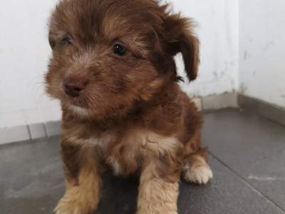 Griffon for sale ( Pure Breed ) Vaccinated & Dewormed  - Dogs on Aster Vender