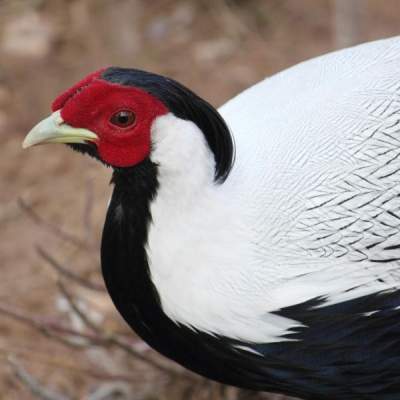 Silver Pheasants - Birds on Aster Vender
