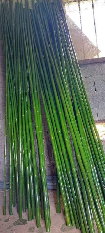 Bambous  - Plants and Trees