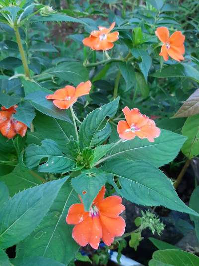 Binjamin fleur (0range) - Plants and Trees on Aster Vender
