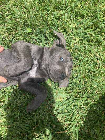 Cane corso for sale Mauritius  - Dogs on Aster Vender