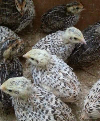 Japanese Quail Chicks  - Birds on Aster Vender
