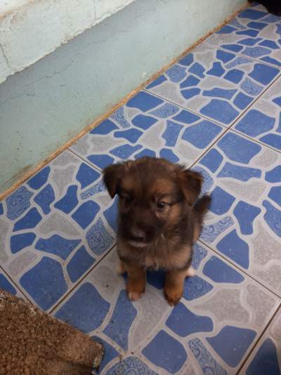 Chiots bergers  - Dogs on Aster Vender