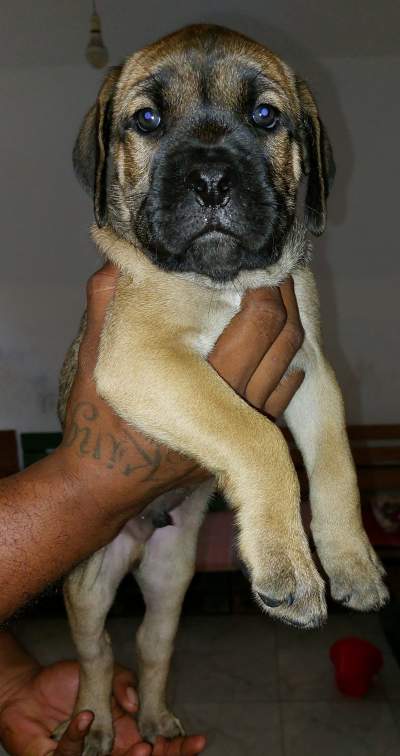 Cane corso puppies 16 weeks - Dogs on Aster Vender