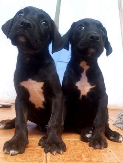 CHIOTS - CANE CORSO - 6 SEMAINES - Dogs on Aster Vender