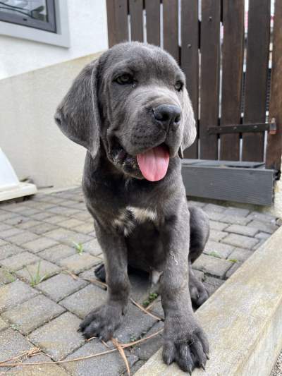 Christmas Puppy  - Dogs on Aster Vender