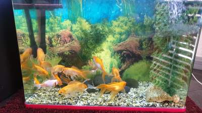 Goldfish  -  Aquarium fish