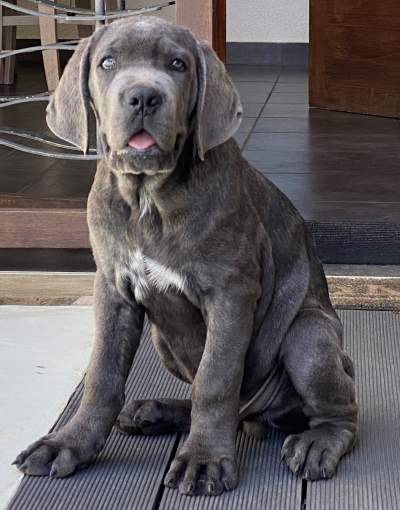 Cane corso 3 mois  - Dogs on Aster Vender