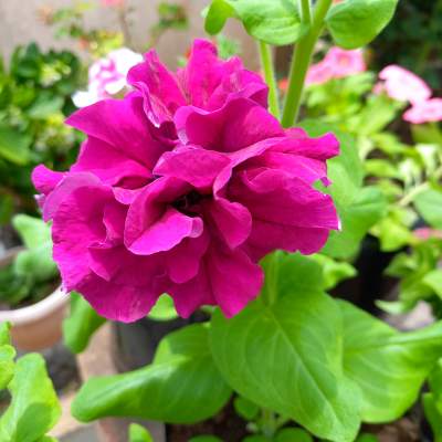 Petunia for sale - Plants and Trees