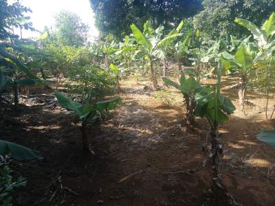 Terrain residentiel/Residential land - Land