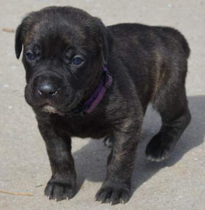 Cane Corso's  - Dogs on Aster Vender