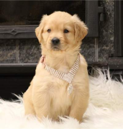 Goldern retriver Puppies for sales - Dogs