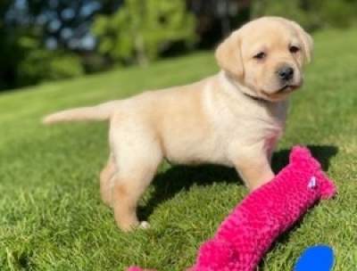 Labrador Retriever Pups  - Dogs on Aster Vender