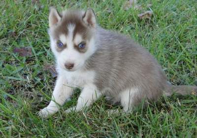 Siberian husky for adoption - Dogs on Aster Vender